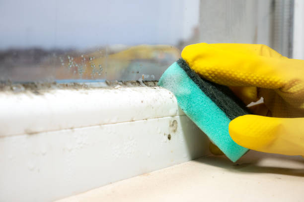 Best Crawl Space Mold Removal  in Guadalupe, AZ