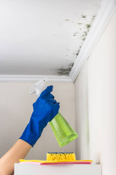 Best Toxic Mold Removal  in Guadalupe, AZ